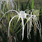 Bog Spider Lily