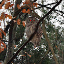 Barred Owl