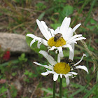 Longhorn beetle and june beetle on aster