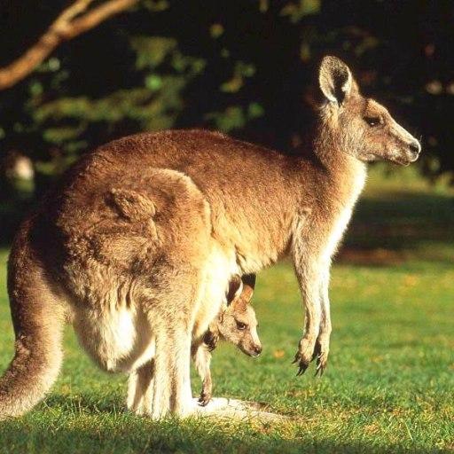 Kangaroos Water LWP