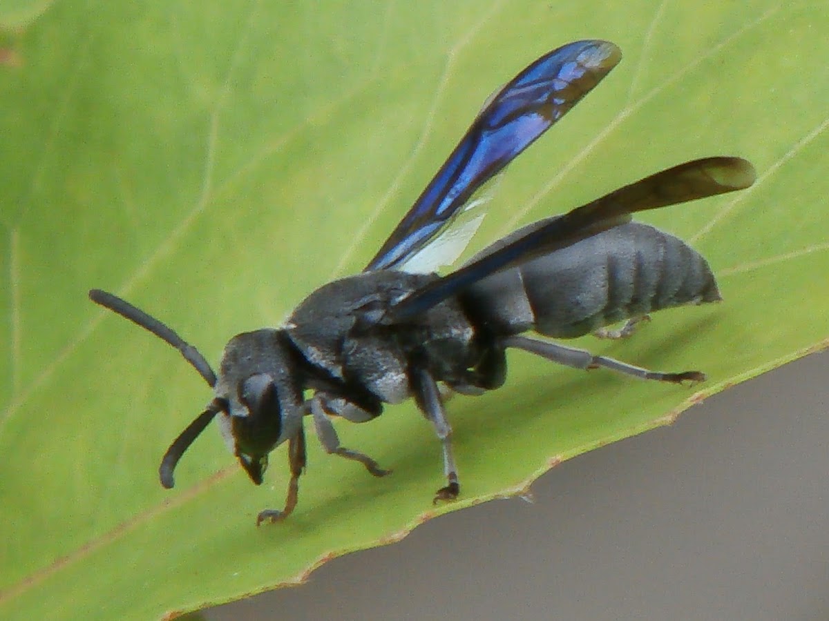 Scoliid Wasp