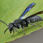 Scoliid Wasp
