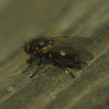 Unknown Fly