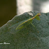 Green Mantidfly