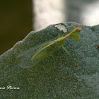 Green Mantidfly