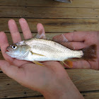 White trout