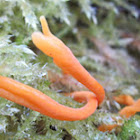 fairy club or apricot club fungus - verblekende knotszwam (dutch)