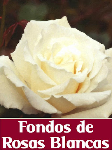 Fondos de Rosas Blancas