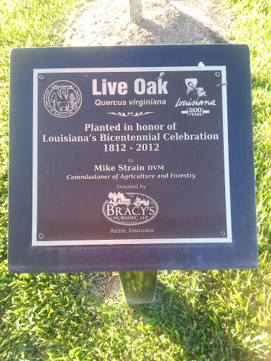 Live Oak in Honor of Louisiana's Bicentennial 