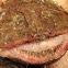 Angler monkfish
