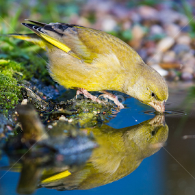 Greenfinch Drinking by Nigel Atkins - Animals Birds