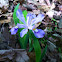 Dwarf iris