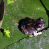 Western spade foot toad juvenile