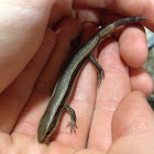 Western skink