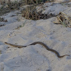 Western Terrestial Garter