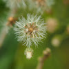 Common Vernonia