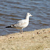 Ring-Billed Gull (juvenile)