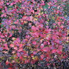 Japanese barberry or Thunberg's Barberry