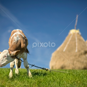 Grazing veal by Andrei Grososiu - Animals Other Mammals