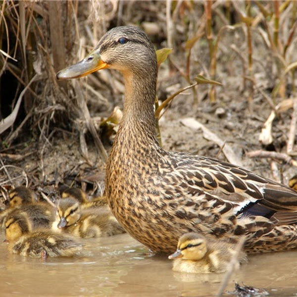 Featherstone National Wildlife Refuge Project Noah