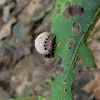 False Potato Beetle Larva