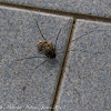 Harvestman Spider