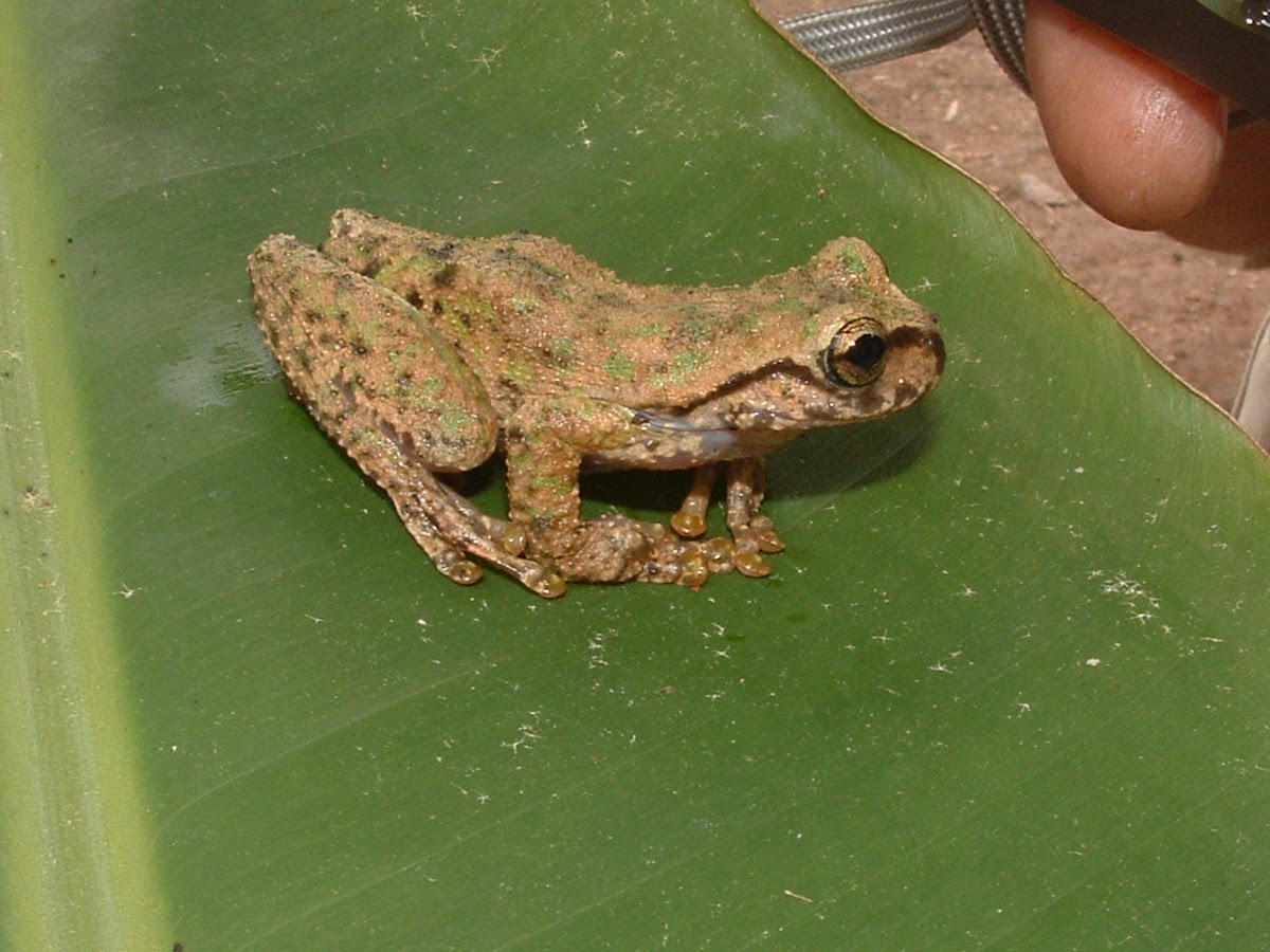Guatemalan Spikethumb frog