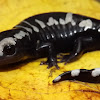 Marbled Salamander