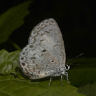 Common Hedge Blue (Female)