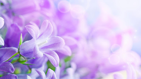 紫丁香花卉動態壁紙(圖8)-速報App