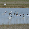 American Avocets