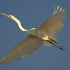 Garza blanca, Great egret