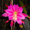 Flor de Pitaya (Dragon Fruit)