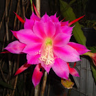 Flor de Pitaya (Dragon Fruit)