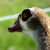 Egyptian Goose, Ganso do Nilo(Brazil)