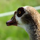 Egyptian Goose, Ganso do Nilo(Brazil)
