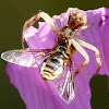 Northern crab spider & hover fly
