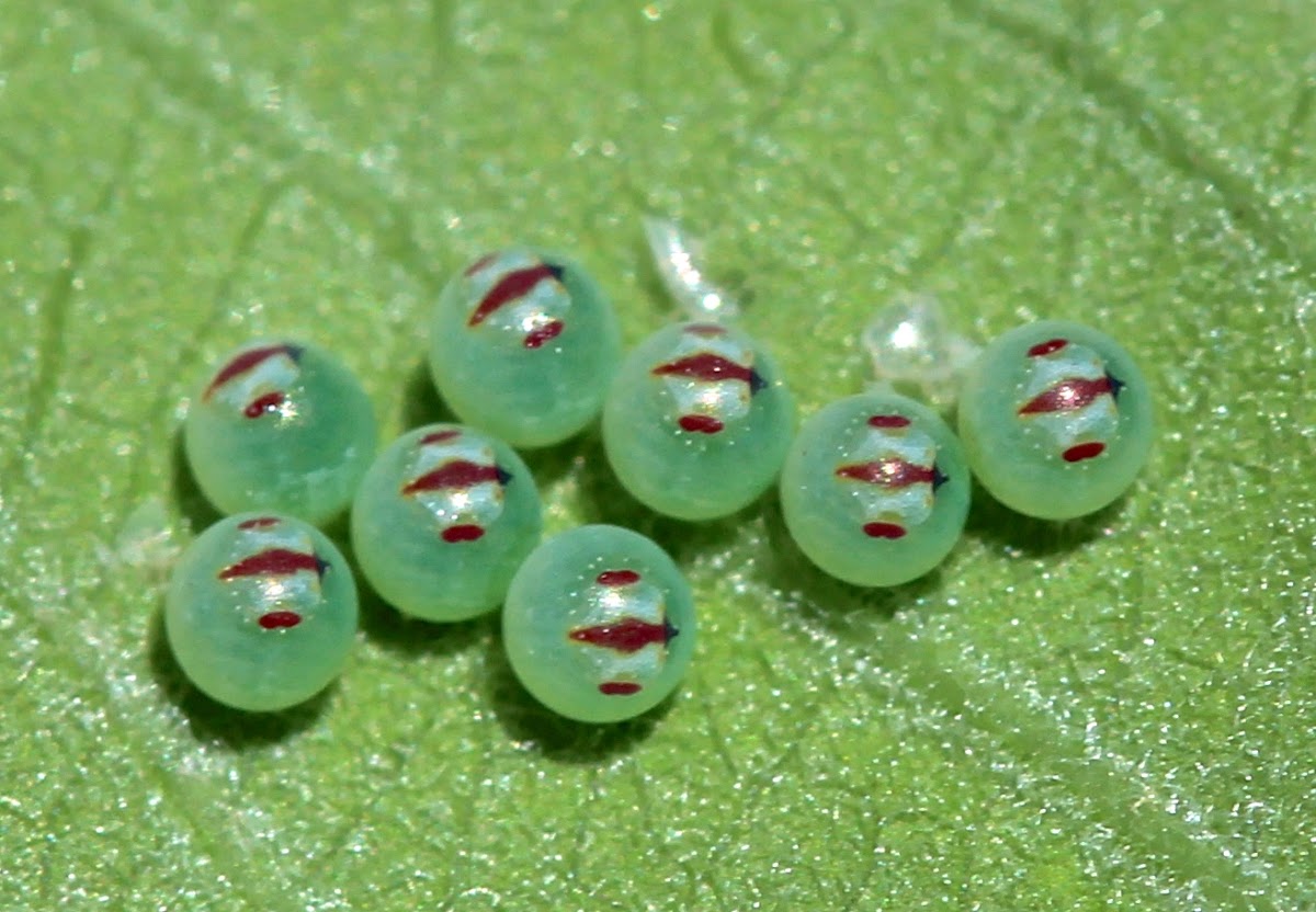 Stink Bug Eggs and Nymph