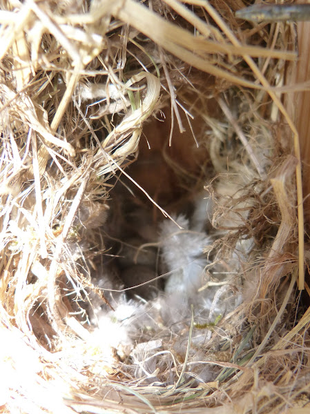 House sparrow (nest & eggs + cowbird egg) | Project Noah