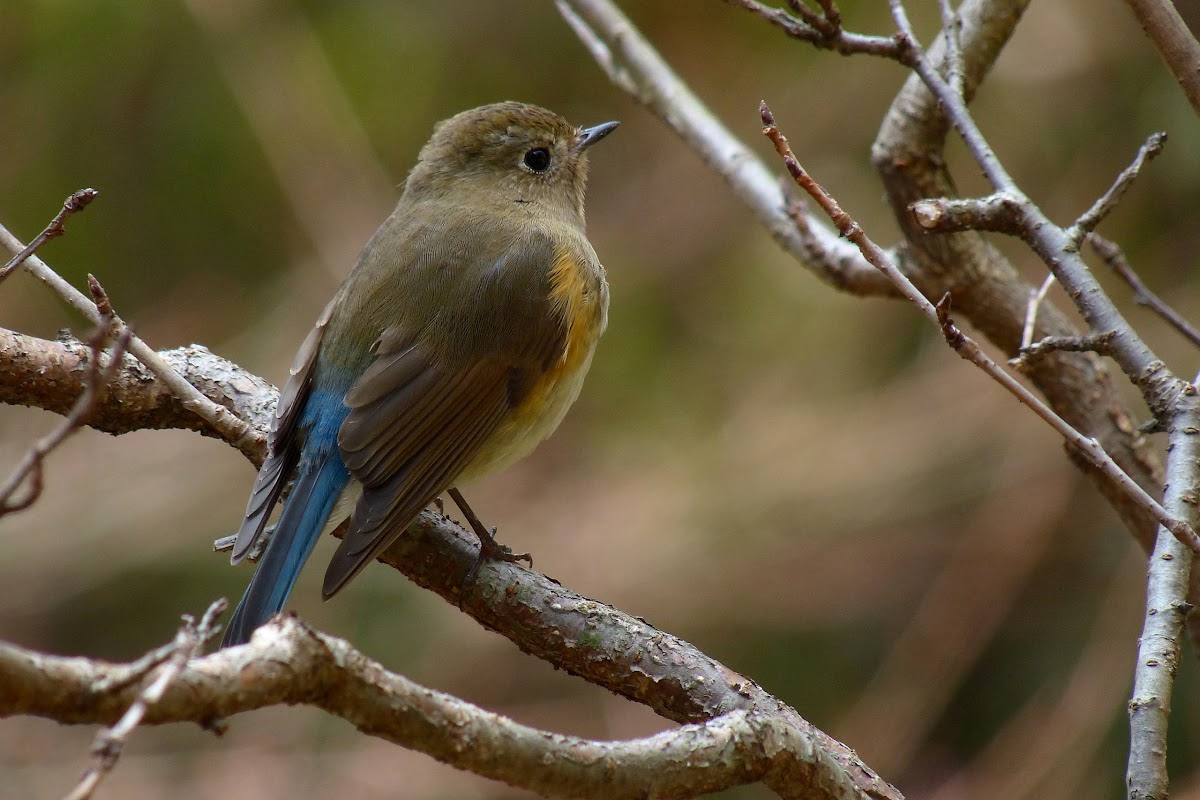Red-flanked Bluetail, female