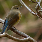 Red-flanked Bluetail, female