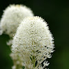 Beargrass