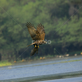 UDDAN by Rahul Tailang - Animals Birds