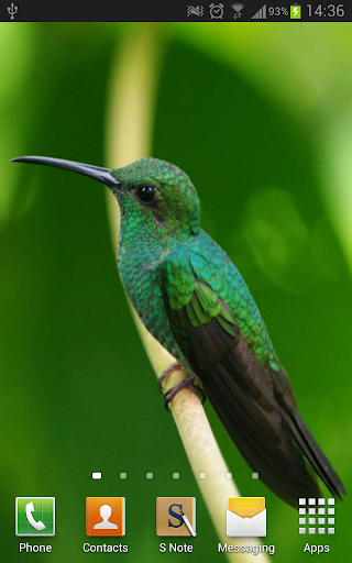 【免費個人化App】Amazing Hummingbirds Wallpaper-APP點子