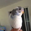 Budgerigar (parakeet)-(budgie)
