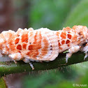 Limacodid Moths