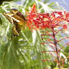 Eastern Giant Swallowtail butterfly