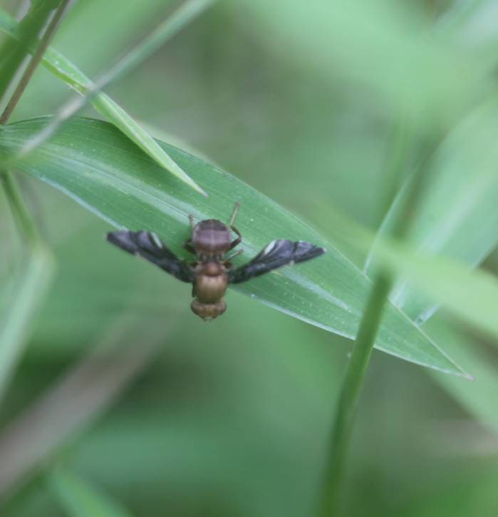 Tangle-veined Fly