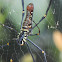 Golden Web Spider (female)