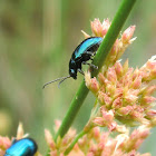 Metallic blue flea beetle